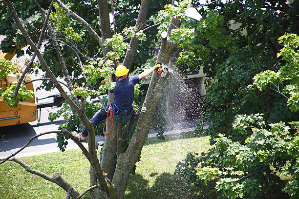 How Our Tree Care Process Works  in  Madison, AL