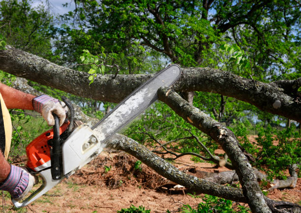 Tree and Shrub Care in Madison, AL